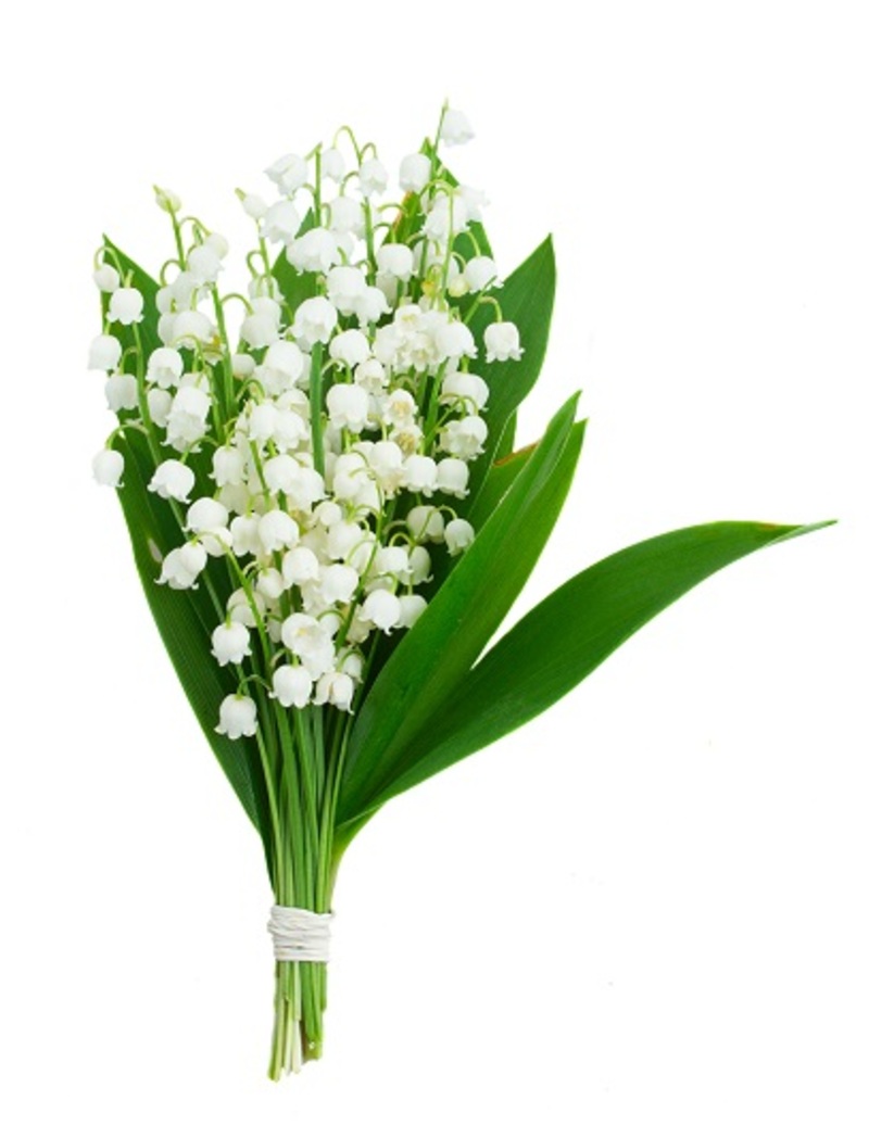 The Everyday Benefits of Keeping Flowers for Emotional and Mental Health